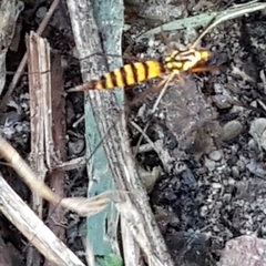 Nephrotoma cornicina