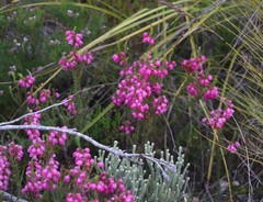 Erica axilliflora