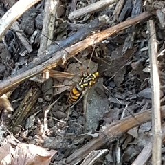 Nephrotoma cornicina