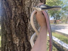 Masticophis taeniatus girardi
