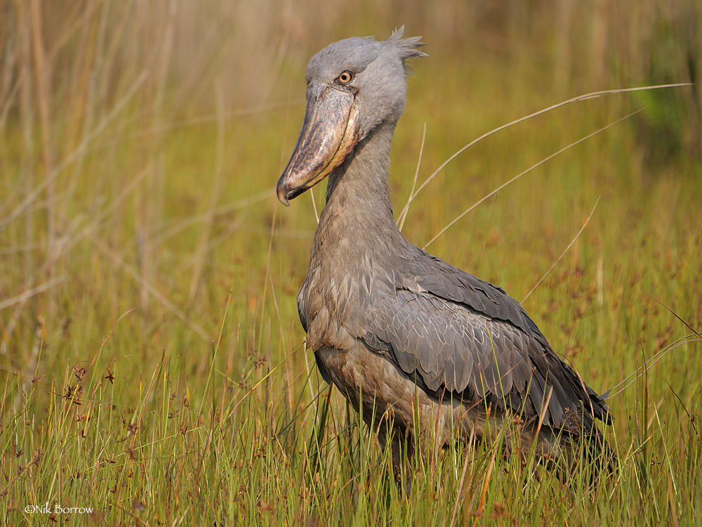 Shoebill (Balaeniceps rex) · iNaturalist