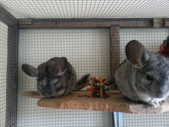 Chinchilla