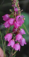 Erica axilliflora