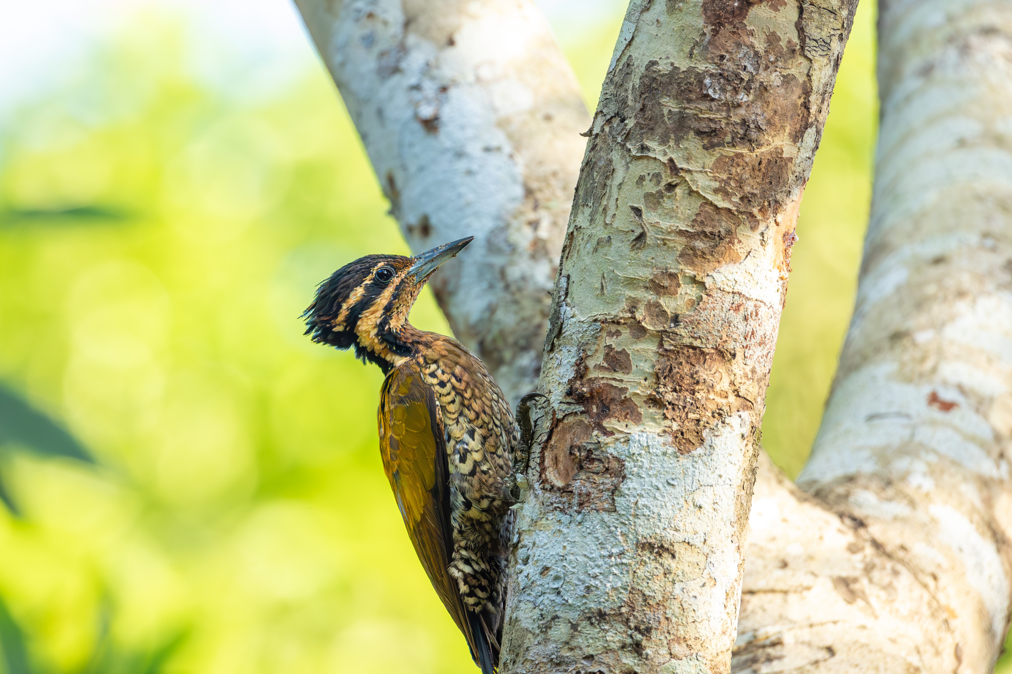 Spot-throated Flameback (Dinopium everetti), photo 2