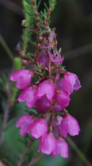 Erica axilliflora