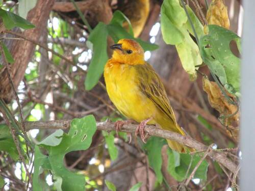Taveta Weaver (Ploceus castaneiceps), photo 3