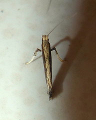 Acrocercops