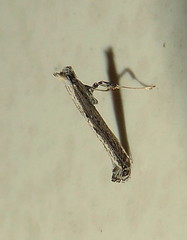 Acrocercops