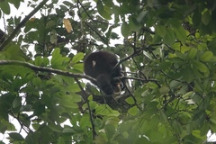 Collared Titi photo 3