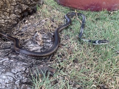 Masticophis taeniatus girardi