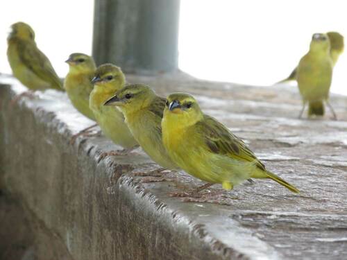 Taveta Weaver (Ploceus castaneiceps), photo 4