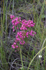 Erica axilliflora