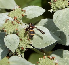 Epeolus bifasciatus