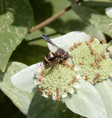 Epeolus bifasciatus