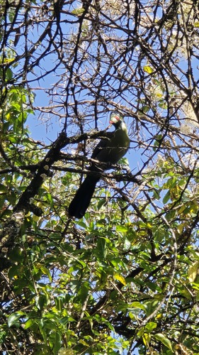 White-cheeked Turaco (Menelikornis leucotis), photo 10