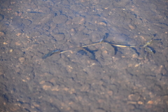 Ameiurus nebulosus