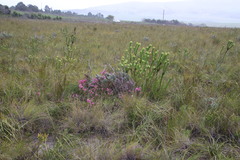 Erica axilliflora