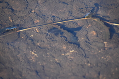 Ameiurus nebulosus