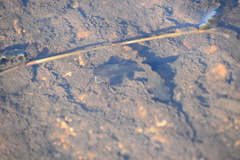 Ameiurus nebulosus