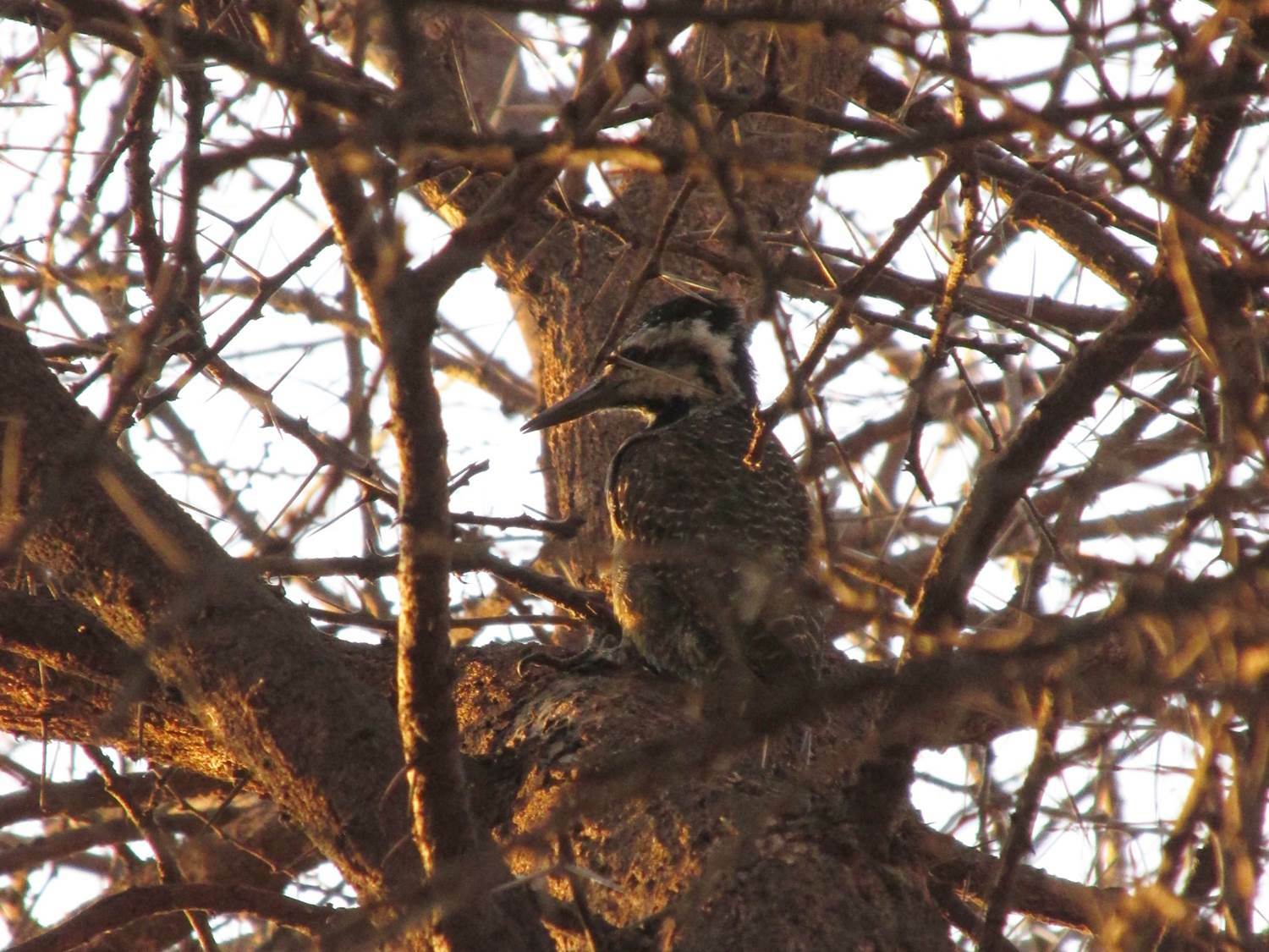 Bearded Woodpecker (Chloropicus namaquus), photo 6