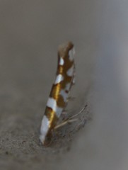 Argyresthia calliphanes