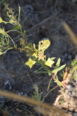 Oenothera rhombipetala