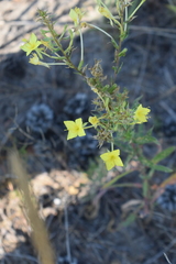 Oenothera rhombipetala