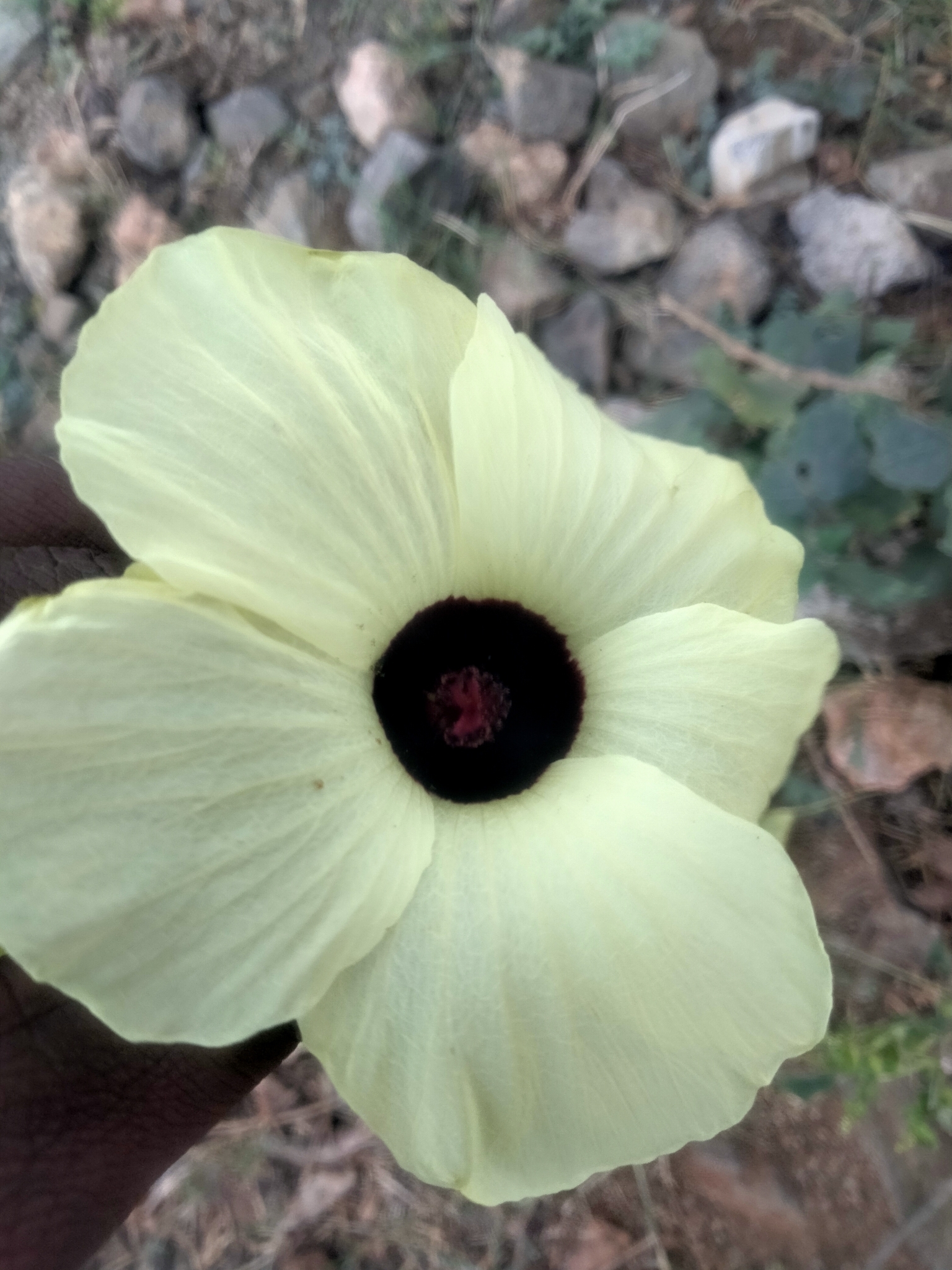Imagem de Vinagreira-branca
