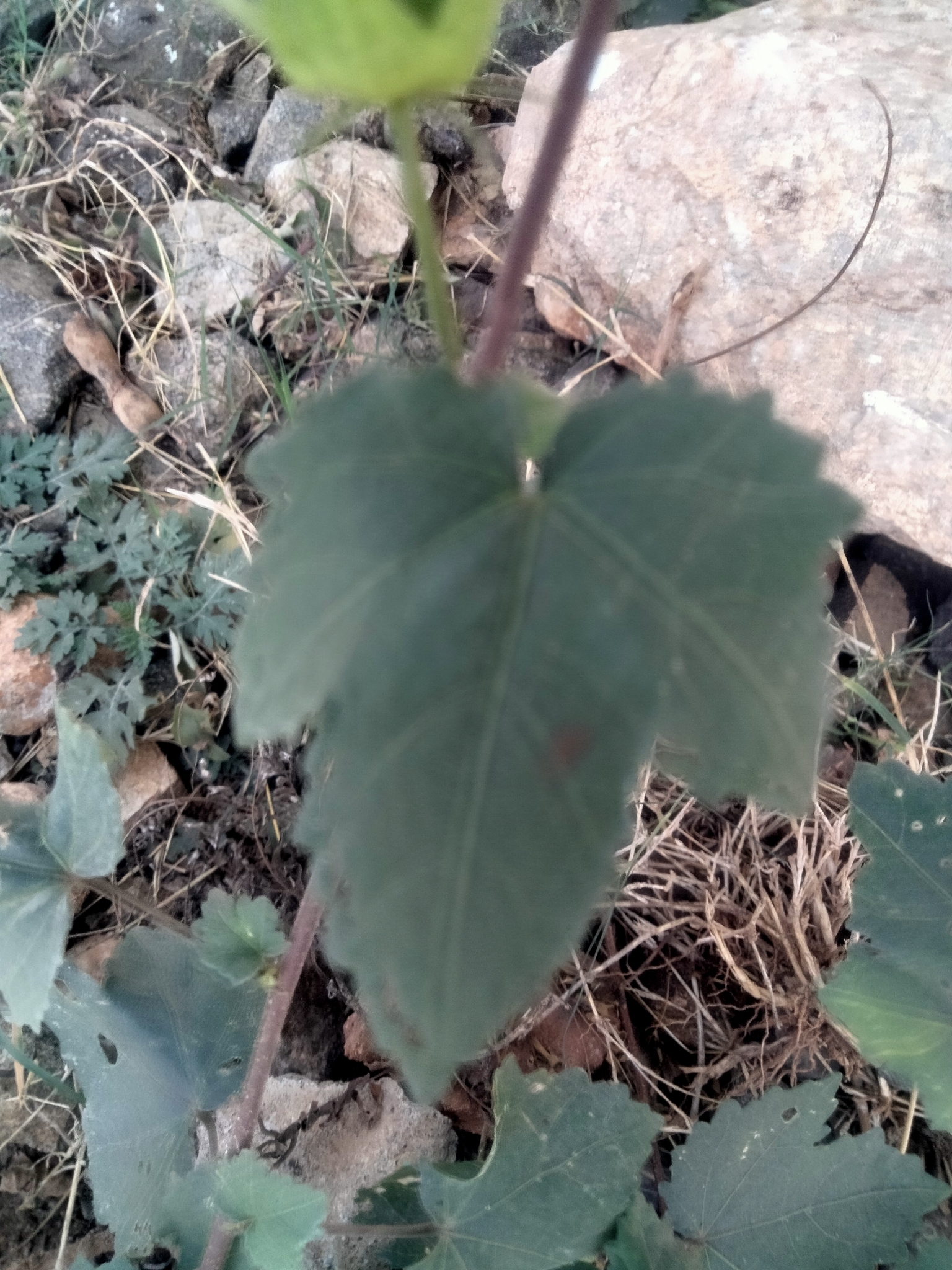 Imagem de Vinagreira-branca