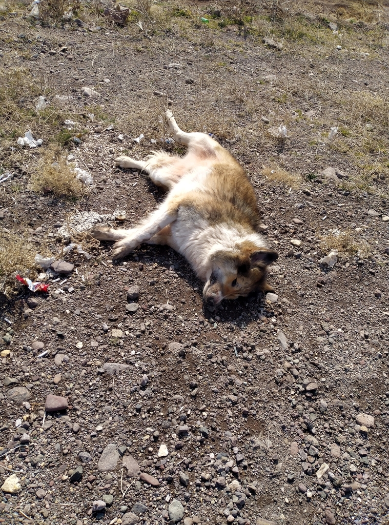 Domestic Dog from Takestan, IR-QZ, IR on February 11, 2025 at 02:04 PM ...