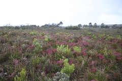 Erica axilliflora