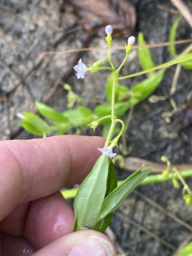 Foto de Cipó-uva