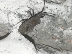 Villasitocoris inconspicuus
