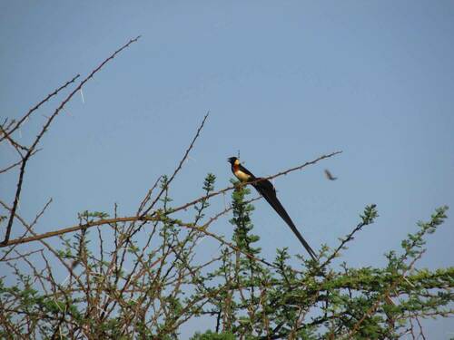 Long-tailed Paradise Whydah (Vidua paradisaea), photo 4