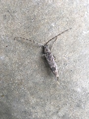 Elytrimitatrix undata