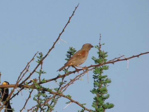 Parrot-billed Sparrow (Passer gongonensis), photo 5