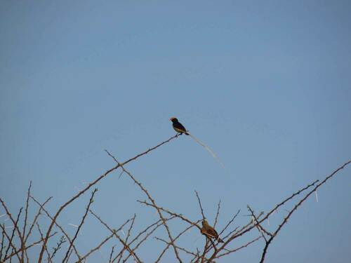 Straw-tailed Whydah (Vidua fischeri)