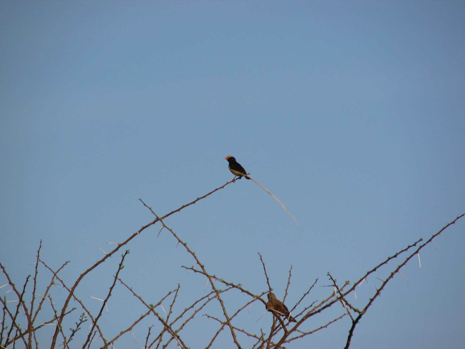 Straw-tailed Whydah (Vidua fischeri), photo 1