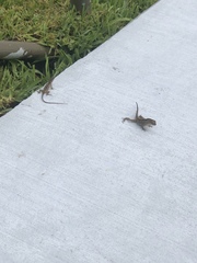 Anolis sagrei