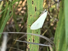 Sitochroa palealis