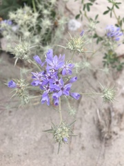 Eriastrum densifolium