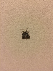 Bryophila domestica