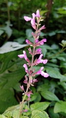 Salvia carnea
