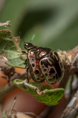 Calligrapha eupatris