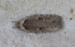 Agonopterix argillacea
