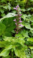Salvia carnea