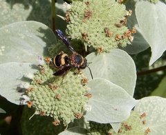 Epeolus bifasciatus