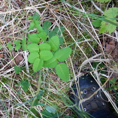 Sanguisorba stipulata