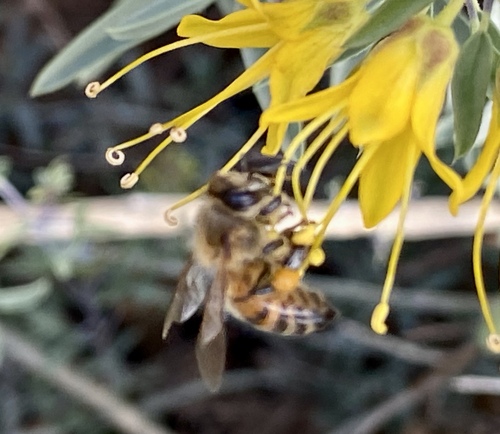 iNaturalist observation photo of Western Honey Bee
