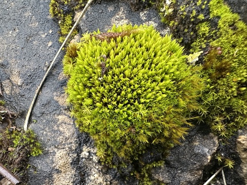 Image of Tortella inclinata by (c) Jason Grant, some rights reserved (CC BY)